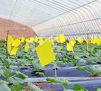 Dual Sided Yellow Sticky Traps for Flying Plant Insect Like Fungus Gnats,