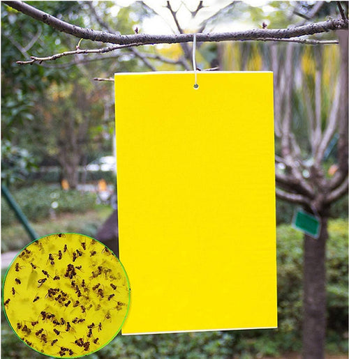 Dual Sided Yellow Sticky Traps for Flying Plant Insect Like Fungus Gnats,